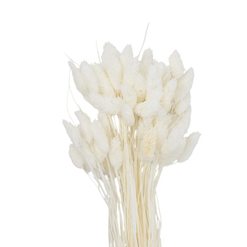 Белый Фалярис Сухоцвет