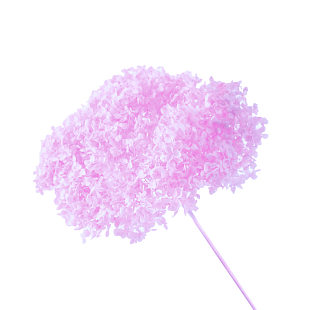 Пыльно-розовая Гортензия стабилизированная 
