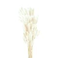 Белый Лагурус Сухоцвет
