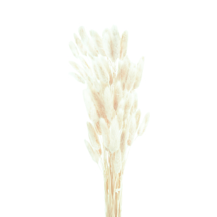 Белый Лагурус Сухоцвет
