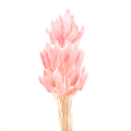 Розовый Лагурус Сухоцвет