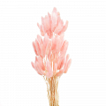 Пудровый Розовый Лагурус Сухоцвет 