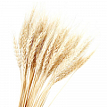Пшеница Белая Сухоцвет 